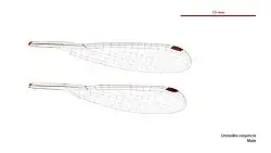 Male wings