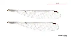 Female wings
