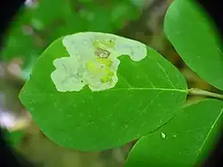 Leafmine of Leucanthiza dircella in Dirca palustris