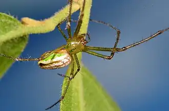female