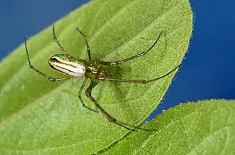 female