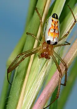 female