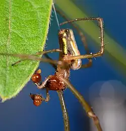 male