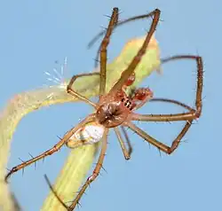 male