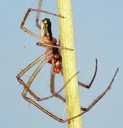 male