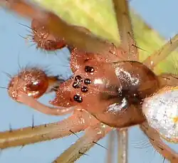 male
