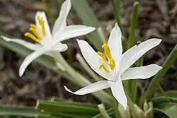 Two starlily flowers, the one to the right in sharp focus showing the six tepals, three nearly identical petals and sepals, the six stamens tipped with golden-yellow pollen, and the single pistol amid the green, grass-like leaves.