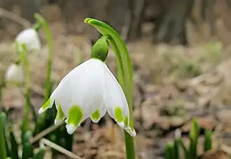 Typical Leucojum vernum var. vernum form with green marks on the tepals