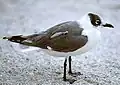 Adult in winter plumage