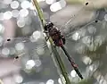 Leucorrhinia dubia
