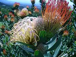 L. gueinzii