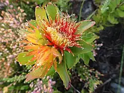 L. oleifolium