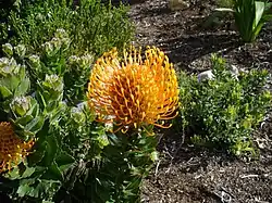 L. patersonii