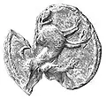Seal of Leo II of Galicia, fourteenth century