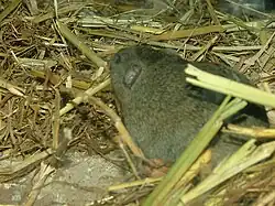 Gray vole