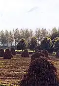 Hay in the fields
