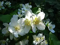 A cluster of flowers with four white petals each, along with yellow stamens in the center of each.