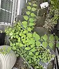 Young plant with dentate-to-finely-lobed foliage, growing as window box weed, in London's Notting Hill Gate