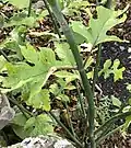 Young plant bearing unusually deeply lobed leaves, Paxton, Scottish Borders