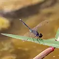 Mature male. The coloration varies regionally and with age.