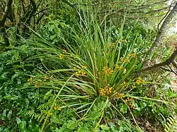 L. ixioides in its natural habitat