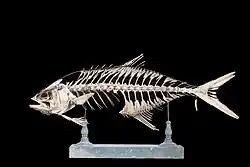 Skeleton