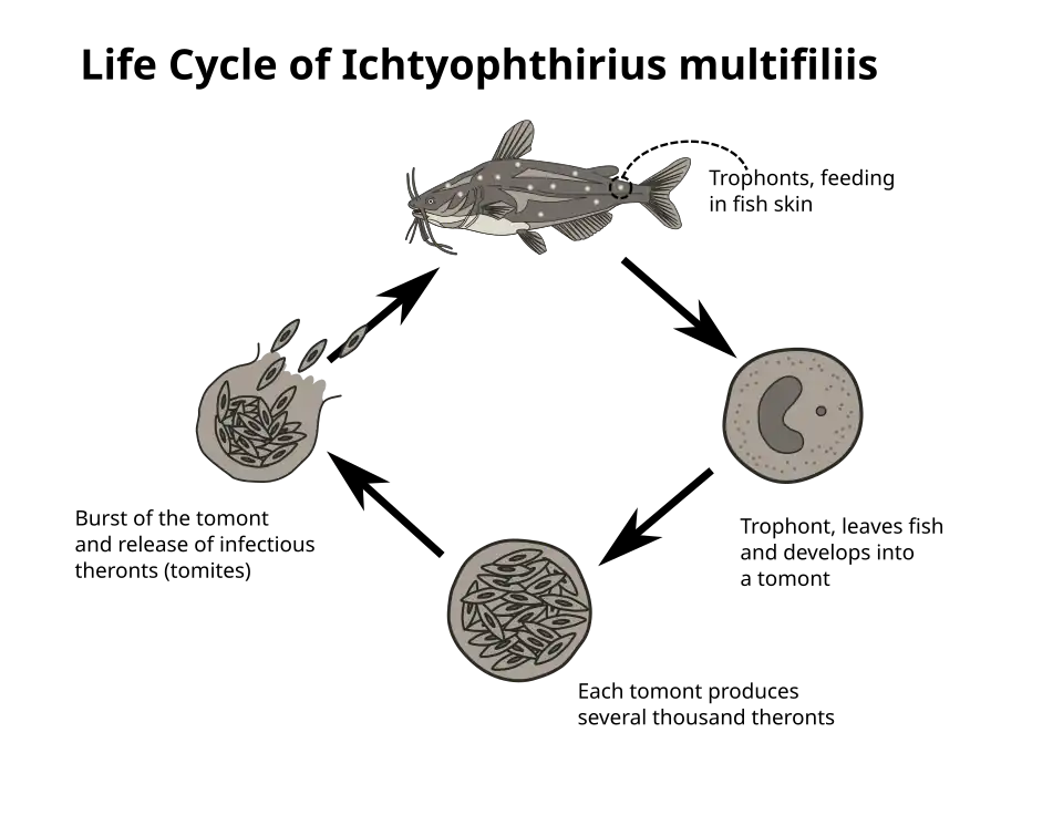 Simplified scheme of the life cycle of the fish parasite Ichthyophthirius multifiliis