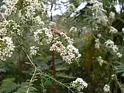 ""