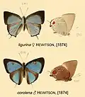 Art of the butterflies