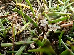 Some grass stems and small white flowers