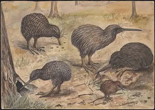 Kiwi bird species, National Library of Australia
