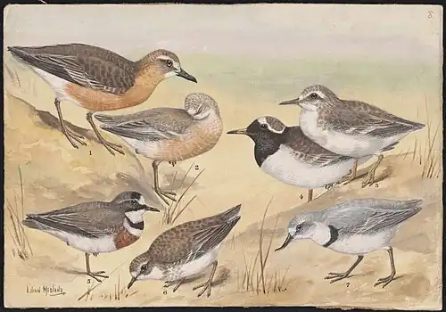 Plover bird species, National Library of Australia