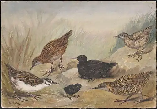 Weka bird species , National Library of Australia