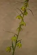 Upright flowering 2018