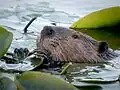Beaver in the bay's lily pads