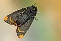 Underside of adult