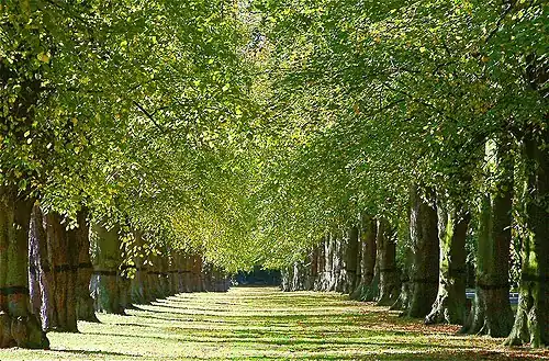 Clumber Park