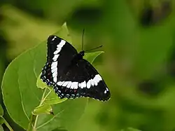 L. a. arthemis, Quebec