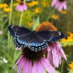 L. a. arthemis × astyanax feeding on Echinacea, in Maine