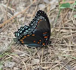 Side view of L. a. astyanax, Hot Springs National Park, Arkansas, United States