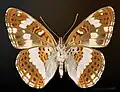 Ventral Side