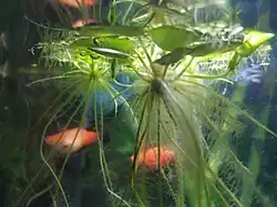 ""