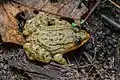 Limnonectes isanensis - Phu Kradueng National Park