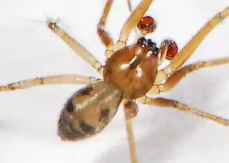 male L. sirimoni