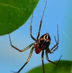 female L. sirimoni