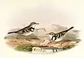 Painting from John Gould's Birds of Asia