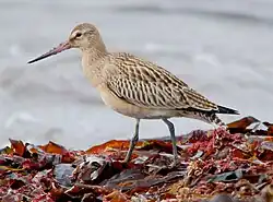 Limosa_lapponica_ar