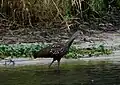 Limpkin on the St. Johns River.