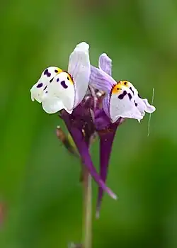 Linaria amethystea amethystea