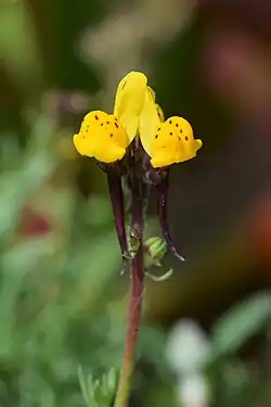 Linaria amethystea multipunctata